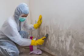 Why You Should Choose Our Mold Remediation Services in Center Moriches, NY